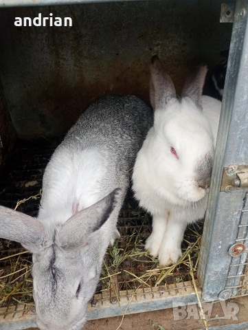 продавам  домашни зайци за клане, снимка 5 - Други животни - 53721028
