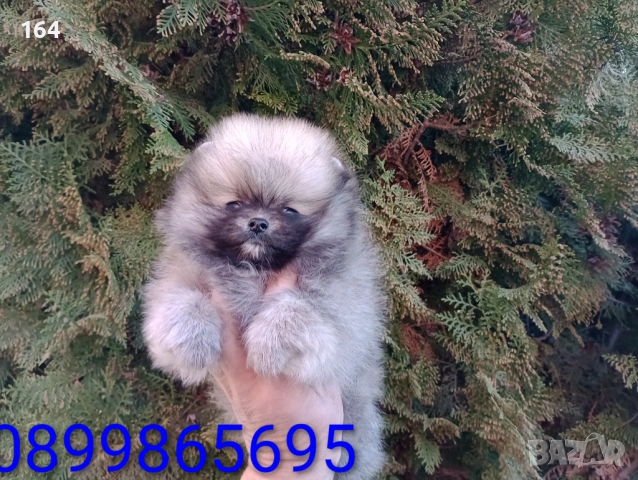 Мини Померан. Реални снимки от 16.03.26 г. Миниатюрно момче ., снимка 8 - Померан - 53854224