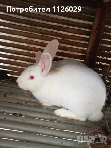 Работещ мъжки заек цика , снимка 2 - Други - 52509244