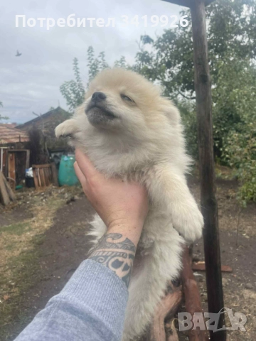 Мини шпиц на 2 месеца и половина,2 мъжки и 1 женско, снимка 1