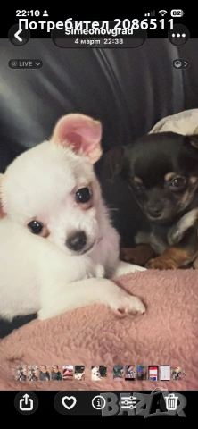 Мини чихуахуа