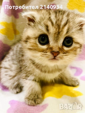 Британски и шотландски котенца. Златни и сръбрени чинчили, снимка 13 - Британска късокосместа - 53060932