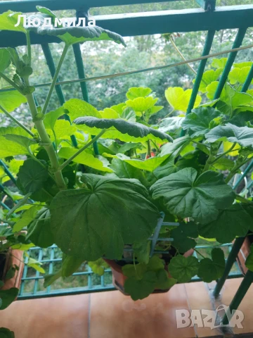 Мушкато,сандъчета,големи,отгледани,последни бройки,ДОГОВАРЯНЕ,готови за декорация и ползване за дома, снимка 15 - Градински цветя и растения - 50448492