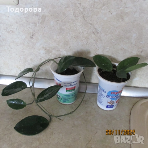 алое, восъче, драцена, дифенбахия, снимка 4 - Стайни растения - 52583201