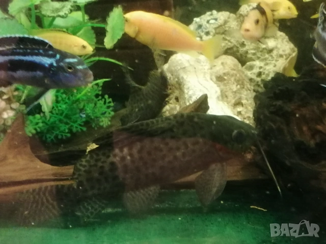 Продавам голями сомове Платидоруси и Синудонтуси, снимка 6 - Рибки - 53885429