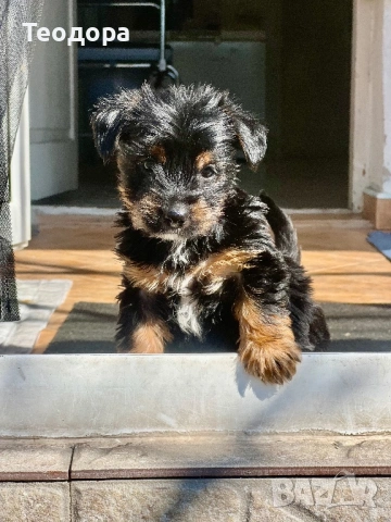 Йорки Ръсел, снимка 3 - Йоркширски териер - 54221299