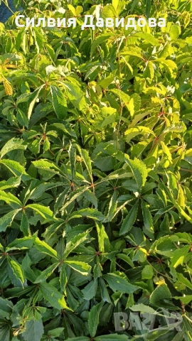 декоративни храсти и растения, снимка 6 - Градински цветя и растения - 51517818