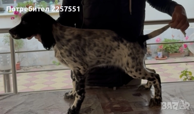 Английски сетер , снимка 2 - Английски сетери - 52481491