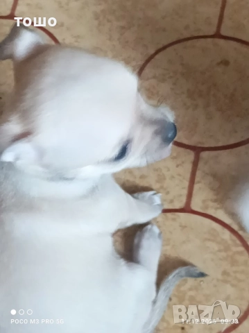 Сладки чихупинчери, снимка 11 - Чихуахуа - 52739986