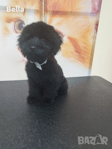 Мини пудел, снимка 3 - Пудели - 52592875