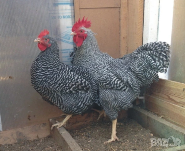 оплодени и проверени Яйца АМРОК -Разплодни яйца за люпене от кокошки породата Амрок, снимка 5 - Кокошки и пуйки - 54196528