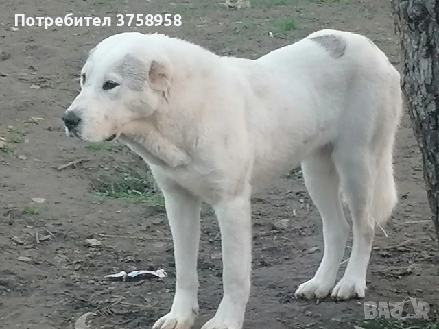 продавам алабаи женски на 1г, снимка 10 - Алабай - 52142140