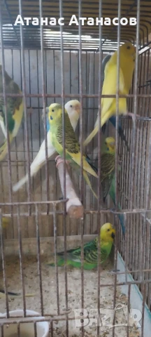 Вълнисти папагали , снимка 2 - Папагали - 51269137