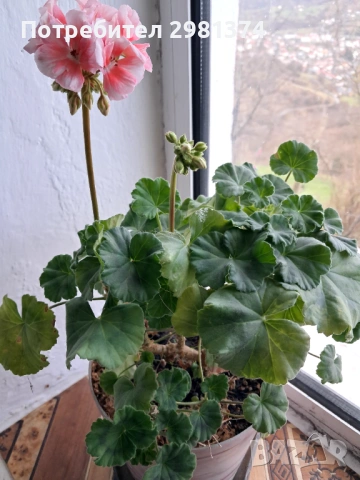 Пеларгониум зонале(Моловка праскова), снимка 4 - Стайни растения - 54008974