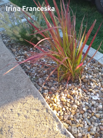 Императа Red Baron, снимка 2 - Градински цветя и растения - 51739535