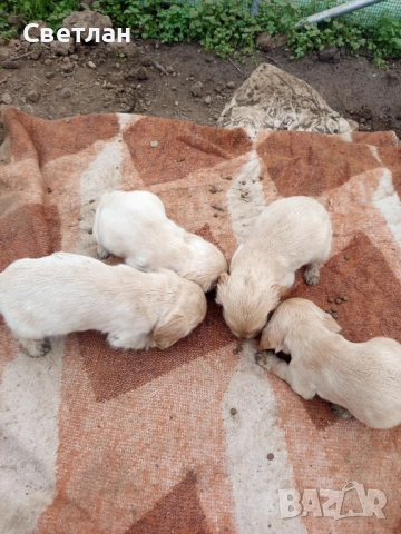 продавам кокер шпаньол и обезпаразитени първата ваксина паспорт хранят се самостоятелно