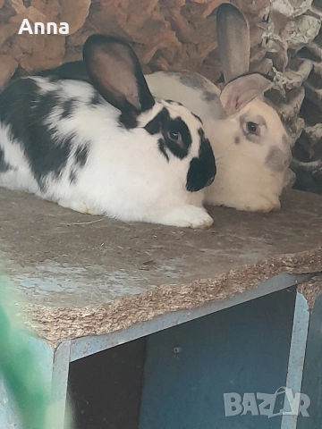 продавам мъжки и женски эаек на 5 месеца 