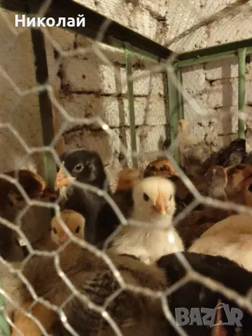 пилета и подрастващи , снимка 13 - други­ - 47081230