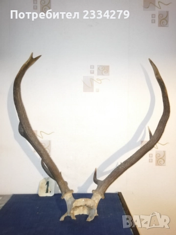 Рога, ловна сбирщина от 70-80те години, снимка 4 - Колекции - 52583206