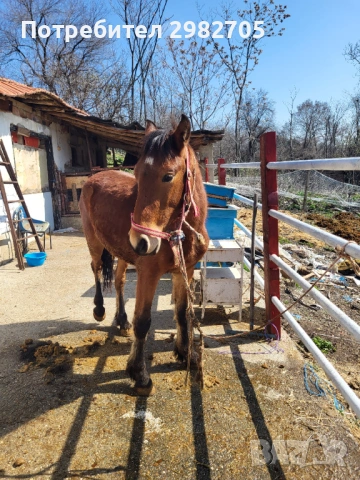 Продавам Мъжки кончета , снимка 9 - Коне - 53844953