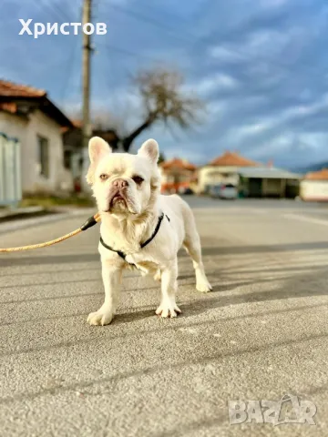 Мъжко флуфи (флъфи) за разплод, снимка 9 - Френски булдог - 46959509