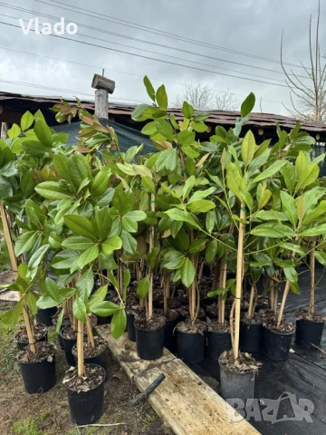 Магнолия Грандифлора(Grandiflora) - вечнозелена, снимка 4 - Градински цветя и растения - 54015708