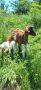 Продавам млечна коза с ярета, снимка 1 - Кози - 45840216