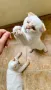 Шотландско клепоухо коте Scottish fold cat, снимка 7