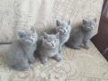 британски сини късокосмести котета, снимка 7