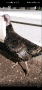 ПУЙКА, снимка 1 - Кокошки и пуйки - 44943731