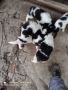 БОК кученца, снимка 1 - Каракачанска овчарка - 45432955