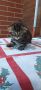 шотландски клепоухи котенца , снимка 1 - Други - 45570080