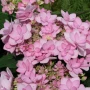 Hydrangea macr. "Romance"(Хидрангеа Романс), снимка 2