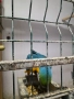 Три двойки папагали ара , снимка 3