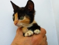 Подарявам малко шарено котенце, снимка 2