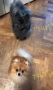 померан/мини шпиц, снимка 6