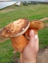 Продавам сушена манатарка , снимка 9