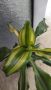 Драцена с жълто зелени листя , снимка 1 - Стайни растения - 45982962