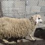 Овша и Шиле, снимка 1 - Овце - 45172731
