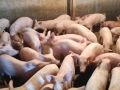 Продавам прасенца от 15 до 50кг., снимка 1