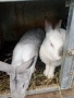 продавам  домашни зайци за клане, снимка 5
