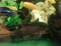 Продавам голями сомове Платидоруси и Синудонтуси, снимка 6