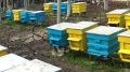 Продавам 10 бр. кошери с пчелните семейства и магазини., снимка 1 - Други животни - 45210596