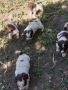 Кученца италиански лагото ромаьоло,две женски и две мъжки., снимка 13