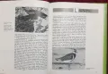 Енциклопедия на животните в Библията / An Encyclopedia of Bible Animals, снимка 6