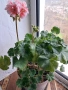 Пеларгониум зонале(Моловка праскова), снимка 4