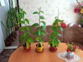 Маракуя(пасифлора),мандарини,авокадо , снимка 1