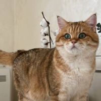 Шотландски правоухи и клепоухи котета, снимка 9 - Британска късокосместа - 45497812