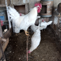 Продавам разплодни яйца , снимка 7 - Кокошки и пуйки - 39458687