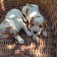 Малки кученца кръстоска между Кокер и Бретон шпаньол, снимка 4 - Кокер шпаньол - 45490637